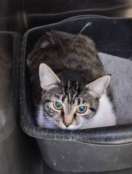 Rescue Domestic Short Hair Cats for Adoption in Athens, Tennessee - Sassy | PetCurious