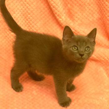 Sporty -  Russian Blue Cat for Adoption in Chattanooga, Tennessee - Sporty | PetCurious