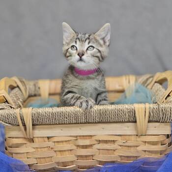 Merritt-C -  Domestic Short Hair Cat for Adoption in East St. Louis, Illinois - Merritt-C | PetCurious