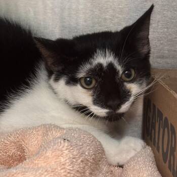 Foxy Loxy -  Domestic Short Hair Cat for Adoption in Newark, New Jersey - Foxy Loxy | PetCurious