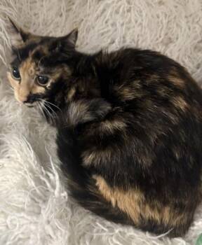 Rosa -  Domestic Short Hair Cat for Adoption in Conway, South Carolina - Rosa | PetCurious