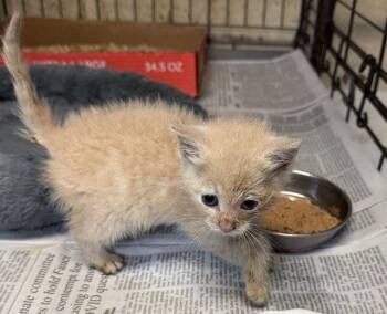 Spike -  Domestic Short Hair Cat for Adoption in Apollo, Pennsylvania - Spike | PetCurious