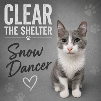 SNOWDANCER -  Domestic Medium Hair Cat for Adoption in Wylie, Texas - SNOWDANCER | PetCurious