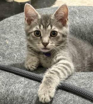 Berlioz & Rollo -  Domestic Short Hair Cat for Adoption in Frederick, Maryland - Berlioz & Rollo | PetCurious