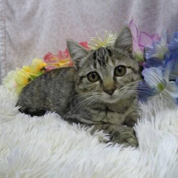 Rescue Tabby Cats for Adoption in Hood River, Oregon - Milk | PetCurious