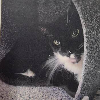 Durfee -  Domestic Short Hair Cat for Adoption in Salt Lake City, Utah - Durfee | PetCurious