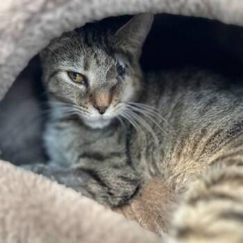 Domestic Short Hair Cats Available for Adoption in Stafford, Virginia - Misty | PetCurious
