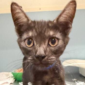 Dr. Strange -  Domestic Short Hair Cat for Adoption in Chattanooga, Tennessee - Dr. Strange | PetCurious