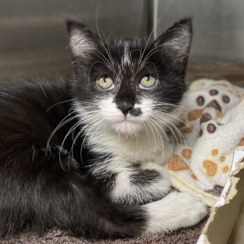 Rescue Domestic Short Hair Cats for Adoption in Palm Springs, California - Splatter | PetCurious