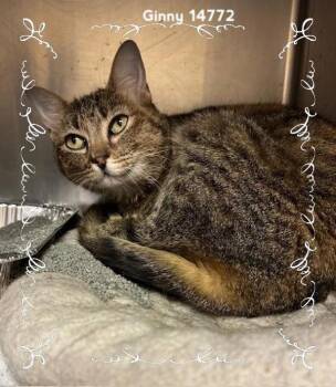 Rescue Domestic Short Hair Cats for Adoption in Marietta, Georgia - Ginny (636) | PetCurious