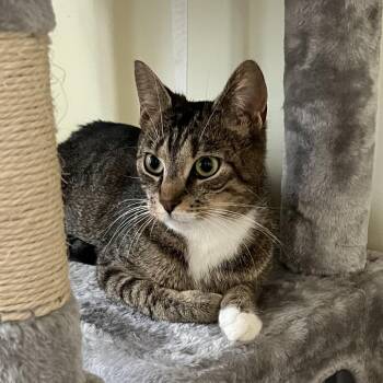 Mia Ramishvili -  Domestic Short Hair Cat for Adoption in Merrifield, Virginia - Mia Ramishvili | PetCurious