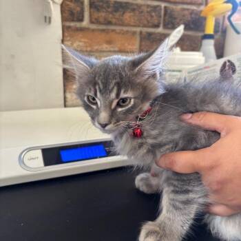 Sirius -  Domestic Short Hair Cat for Adoption in Coachella, California - Sirius | PetCurious