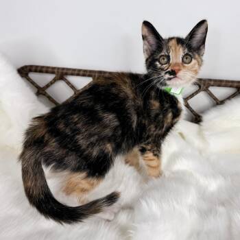 Acorn -  Domestic Short Hair Cat for Adoption in Fort Wayne, Indiana - Acorn | PetCurious