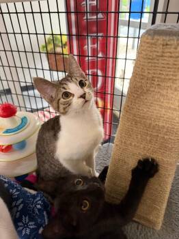 Glow Stick -  Domestic Short Hair Cat for Adoption in Pierceton, Indiana - Glow Stick | PetCurious