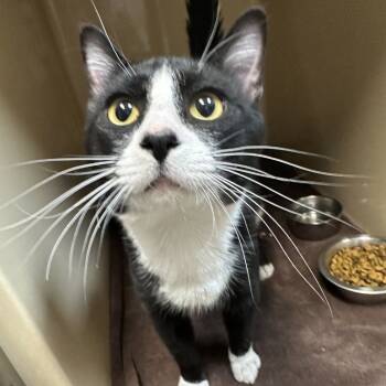 Rescue Domestic Short Hair Cats for Adoption in Blue Ridge, Georgia - Daryl | PetCurious