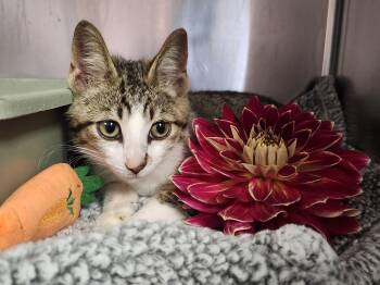 Shorty -  Domestic Short Hair Cat for Adoption in Reynoldsburg, Ohio - Shorty | PetCurious