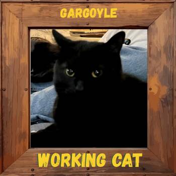 Gargoyle -  Domestic Short Hair Cat for Adoption in Greenfield, Indiana - Gargoyle | PetCurious