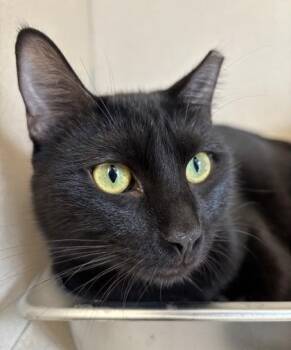 Bowen - I AM AT PetSmart Northborough -  Domestic Short Hair Cat for Adoption in East Brookfield, Massachusetts - Bowen - I AM AT PetSmart Northborough | PetCurious