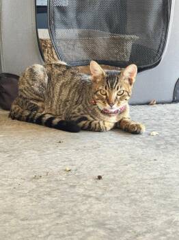 Tiger -  Domestic Short Hair Cat for Adoption in Little Rock, Arkansas - Tiger | PetCurious