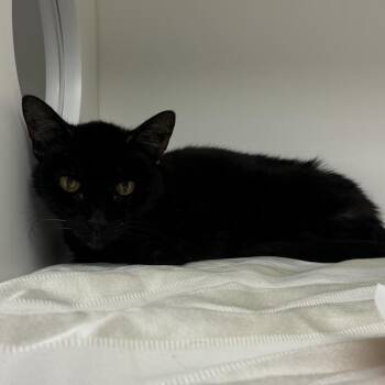 Teddy -  Domestic Short Hair Cat for Adoption in Philadelphia, Pennsylvania - Teddy | PetCurious