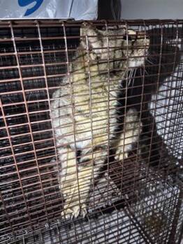 Domestic Short Hair Cats Available for Adoption - A650762 | PetCurious