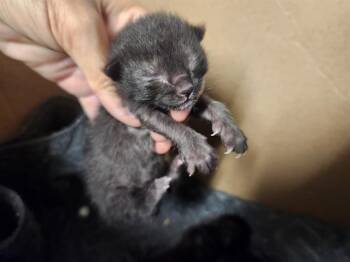 A380330 -  Domestic Short Hair Cat for Adoption in Ocala, Florida - A380330 | PetCurious
