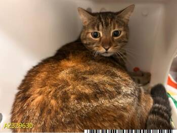 Domestic Short Hair Cats Available for Adoption - STAR | PetCurious