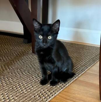 Rescue Domestic Short Hair Cats for Adoption in Vacaville, California - Mercedes | PetCurious