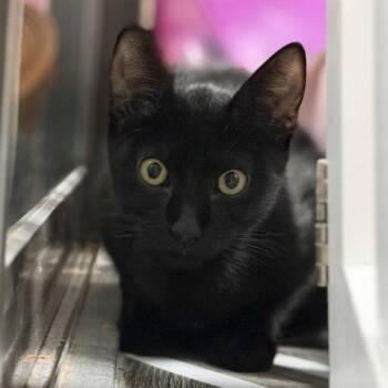 William -  Domestic Short Hair Cat for Adoption in Edmond, Oklahoma - William | PetCurious