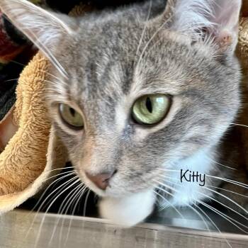 Domestic Short Hair Cats Available for Adoption - Kitty | PetCurious