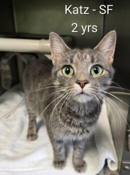 Katz -  Domestic Short Hair Cat for Adoption in Amherst, Virginia - Katz | PetCurious