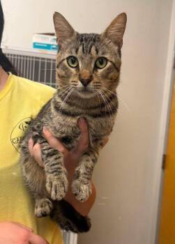 Govan -  Domestic Short Hair Cat for Adoption in Sorrento, Louisiana - Govan | PetCurious
