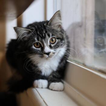 Rescue Domestic Long Hair Cats for Adoption in San Diego, California - Roo | PetCurious