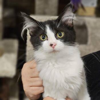 Hershey -  Domestic Short Hair Cat for Adoption in Fairfax, Virginia - Hershey | PetCurious