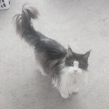 Smokey -  Maine Coon Cat for Adoption in Reno, Nevada - Smokey | PetCurious