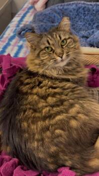 Rescue Domestic Long Hair Cats for Adoption in Williamsport, Pennsylvania - Mimsi | PetCurious