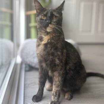 Domestic Short Hair Cats Available for Adoption in Tustin, California - Hazel | PetCurious