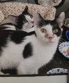 Rescue Domestic Short Hair Cats for Adoption in Chicago, Illinois - Dwight Bonded Pair With Manfredi | PetCurious