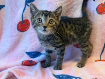 Redeemer -  Domestic Short Hair and Tabby Cat for Adoption in Homer Glen, Illinois - Redeemer | PetCurious