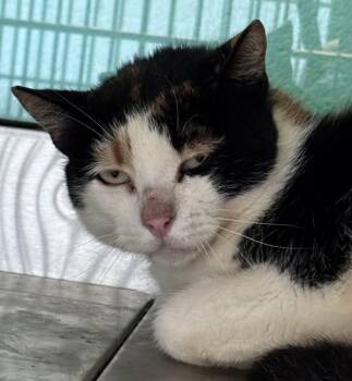 Sweetie -  Domestic Short Hair Cat for Adoption in Golden, Colorado - Sweetie | PetCurious