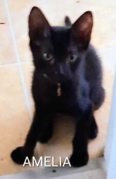 Amelia -  Domestic Short Hair Cat for Adoption in Redondo Beach, California - Amelia | PetCurious