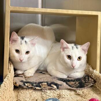 Casper is at Petsmart GJ -  Domestic Short Hair Cat for Adoption in Cedaredge, Colorado - Casper Is At Petsmart GJ | PetCurious