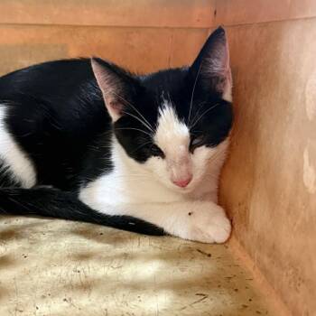 Glitter Gel Pen -  Domestic Short Hair Cat for Adoption in Republic, Missouri - Glitter Gel Pen | PetCurious