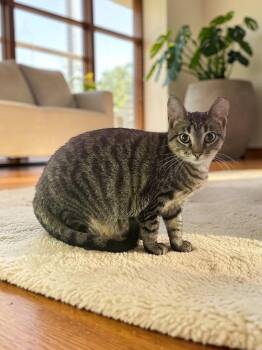Peanut -  Domestic Short Hair Cat for Adoption in Champaign, Illinois - Peanut | PetCurious