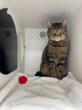 Ava (& Ori) -  Domestic Short Hair Cat for Adoption in Fairfax, Virginia - Ava (& Ori) | PetCurious