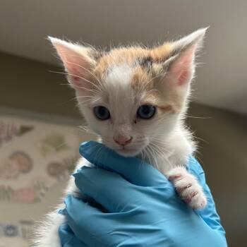 Domestic Short Hair Cats Available for Adoption in Ojai, California - Hops | PetCurious