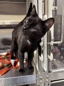Domestic Short Hair Cats Available for Adoption in Hilton Head Island, South Carolina - Ruben | PetCurious