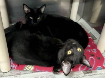 Rescue Domestic Short Hair Cats for Adoption in Exeter, Rhode Island - Zac & Zoya (bonded Brother & Sister) | PetCurious