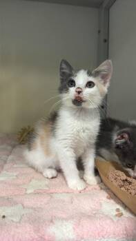 Canoodle -  Domestic Short Hair and Calico Cat for Adoption in Emerald Isle, North Carolina - Canoodle | PetCurious