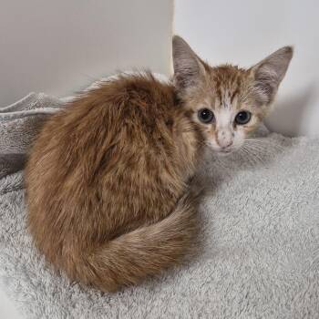 Domestic Short Hair Cats Available for Adoption in Portland, Texas - TXAC-Stray-19765 | PetCurious